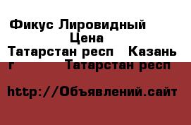 Фикус Лировидный (Lyrata). › Цена ­ 400 - Татарстан респ., Казань г.  »    . Татарстан респ.